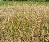 7a茅と思いきや、ガマだった